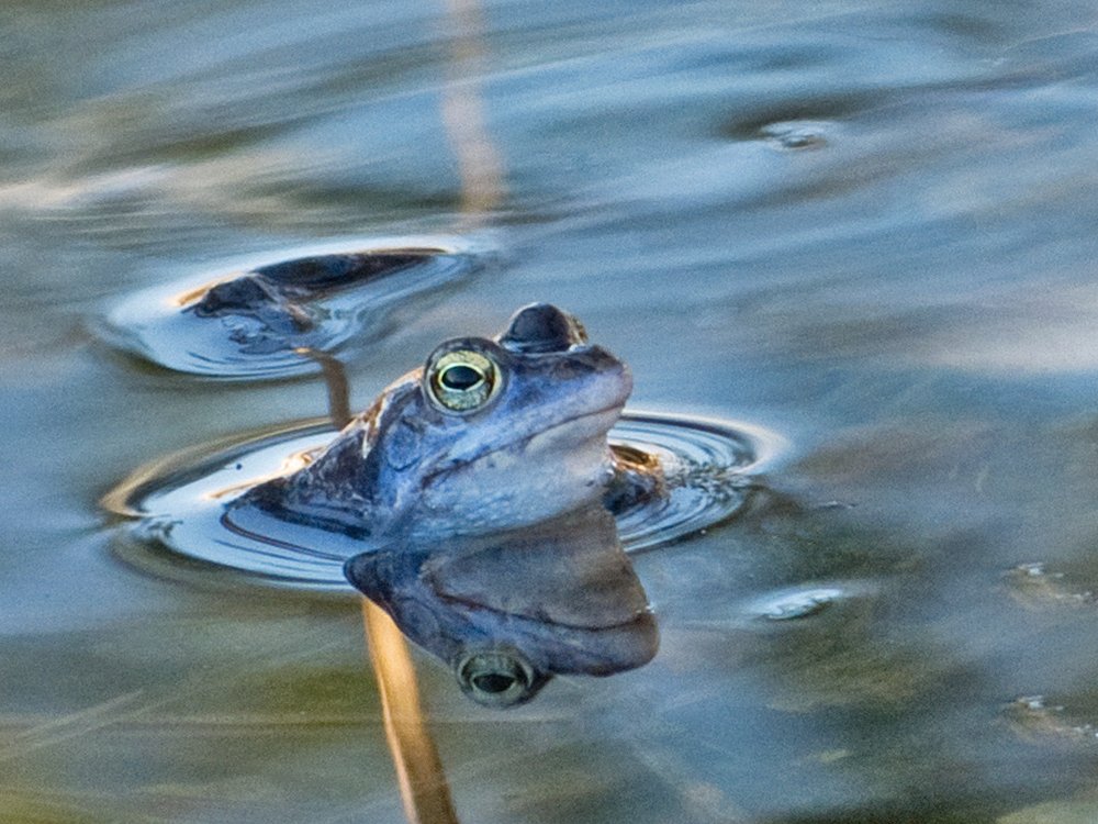 Seine Schöpfung